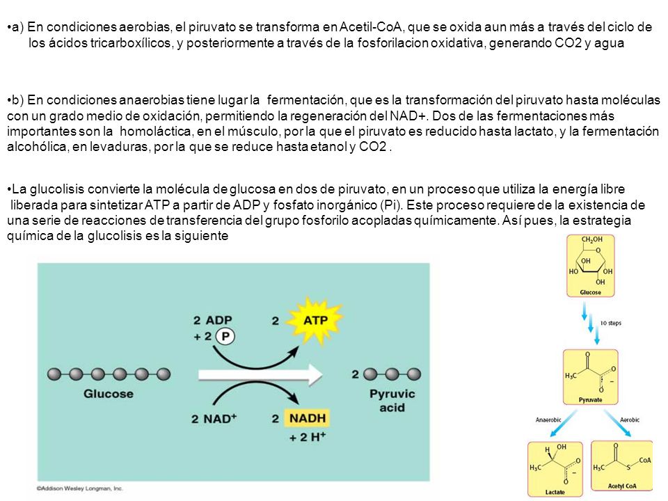 a) En condiciones aerobias, el piruvato se transforma en Acetil-CoA, que se oxida aun más a través del ciclo de