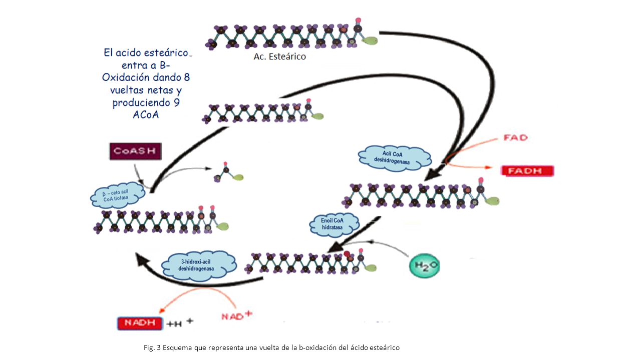 Fig. 3 Esquema que representa una vuelta de la b-oxidación del ácido esteárico