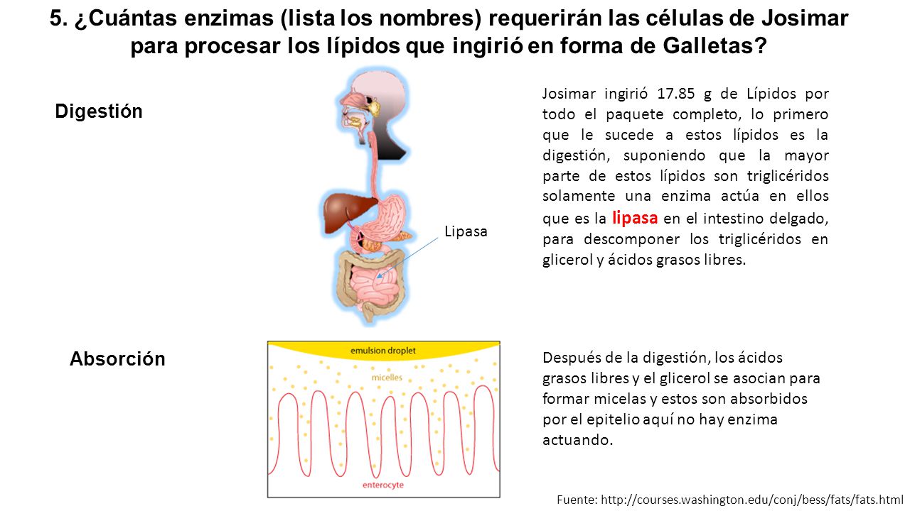 5. ¿Cuántas enzimas (lista los nombres) requerirán las células de Josimar para procesar los lípidos que ingirió en forma de Galletas