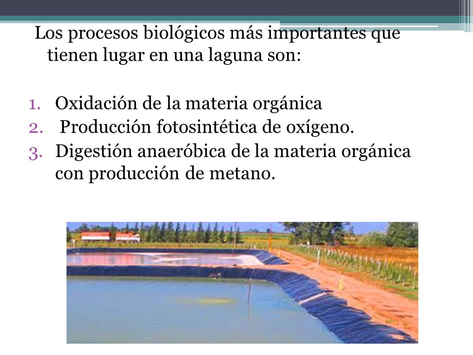 Los procesos biológicos más importantes que tienen lugar en una laguna son: