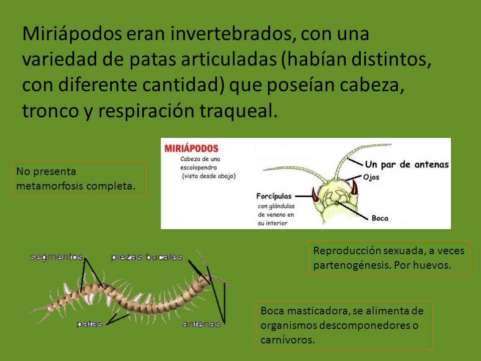Miriápodos eran invertebrados, con una variedad de patas articuladas (habían distintos, con diferente cantidad) que poseían cabeza, tronco y respiración traqueal.