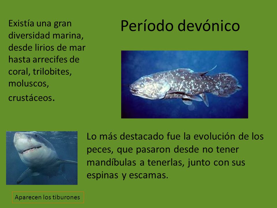 Período devónico Existía una gran diversidad marina, desde lirios de mar hasta arrecifes de coral, trilobites, moluscos, crustáceos.