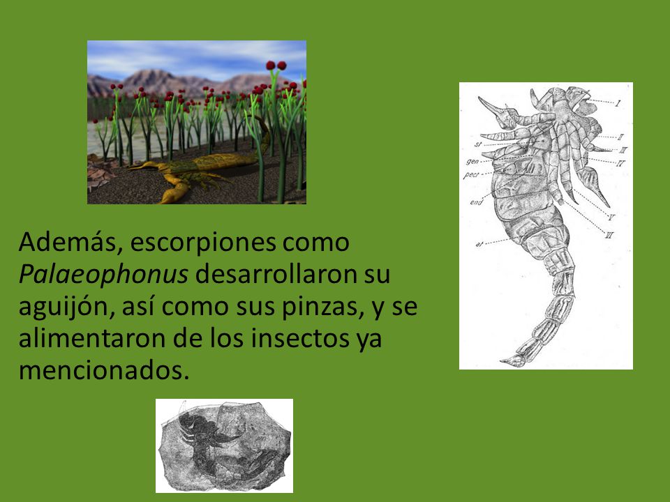 Además, escorpiones como Palaeophonus desarrollaron su aguijón, así como sus pinzas, y se alimentaron de los insectos ya mencionados.