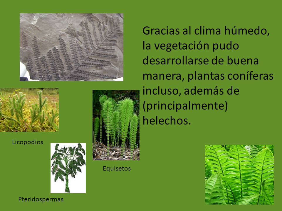 Gracias al clima húmedo, la vegetación pudo desarrollarse de buena manera, plantas coníferas incluso, además de (principalmente) helechos.