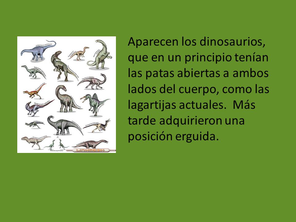Aparecen los dinosaurios, que en un principio tenían las patas abiertas a ambos lados del cuerpo, como las lagartijas actuales.