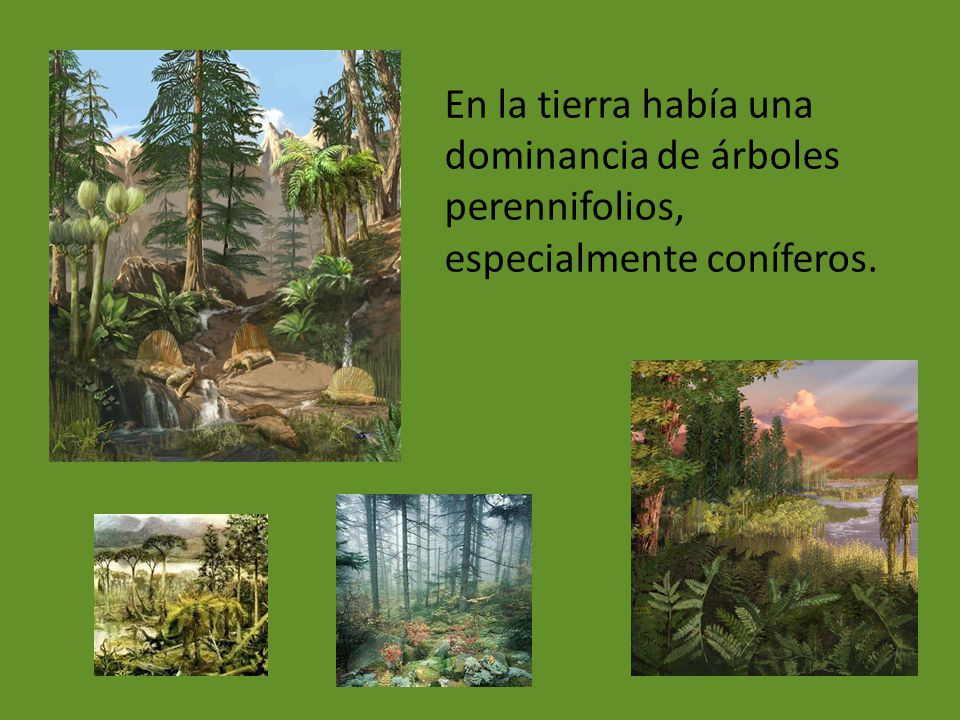 En la tierra había una dominancia de árboles perennifolios, especialmente coníferos.
