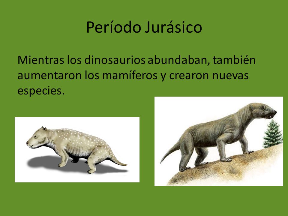 Período Jurásico Mientras los dinosaurios abundaban, también aumentaron los mamíferos y crearon nuevas especies.
