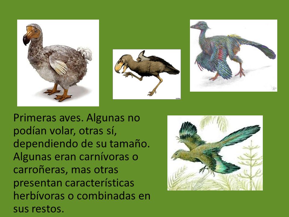 Primeras aves. Algunas no podían volar, otras sí, dependiendo de su tamaño.