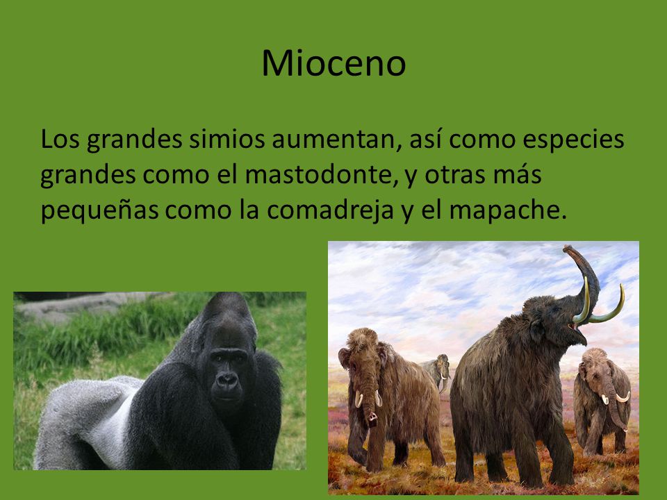 Mioceno Los grandes simios aumentan, así como especies grandes como el mastodonte, y otras más pequeñas como la comadreja y el mapache.