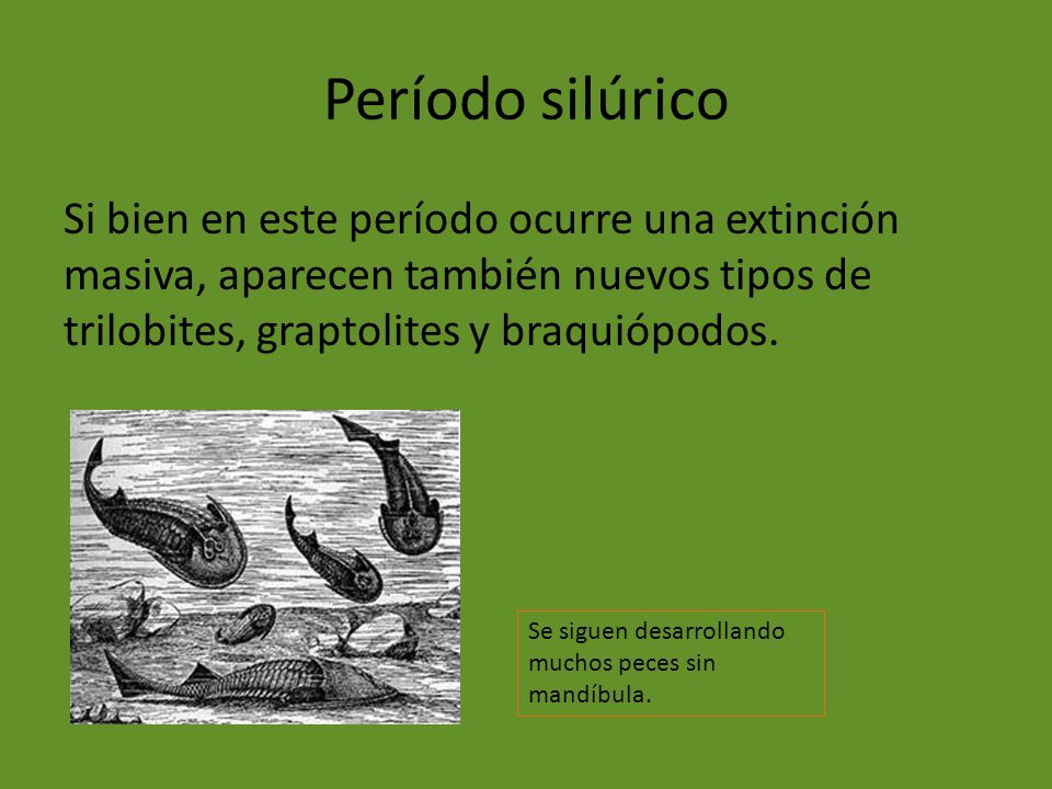 Período silúrico Si bien en este período ocurre una extinción masiva, aparecen también nuevos tipos de trilobites, graptolites y braquiópodos.