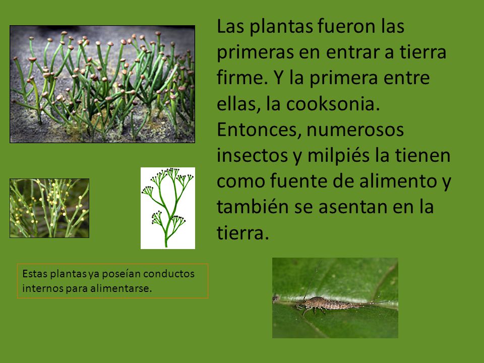 Las plantas fueron las primeras en entrar a tierra firme