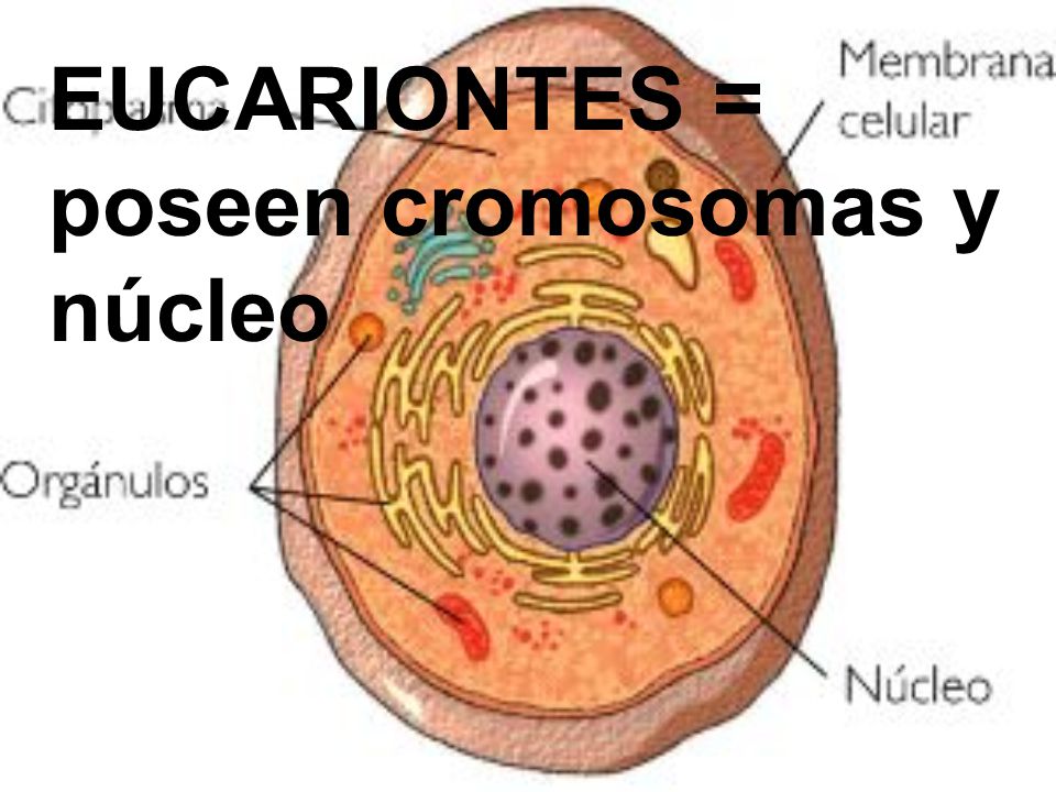 EUCARIONTES = poseen cromosomas y núcleo