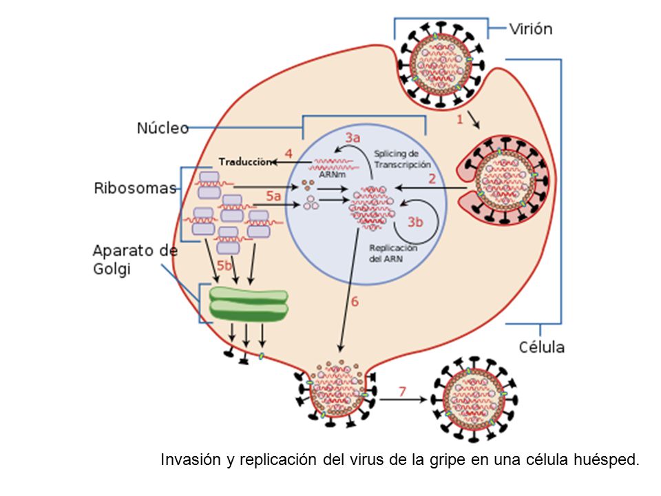 Invasión y replicación del virus de la gripe en una célula huésped.
