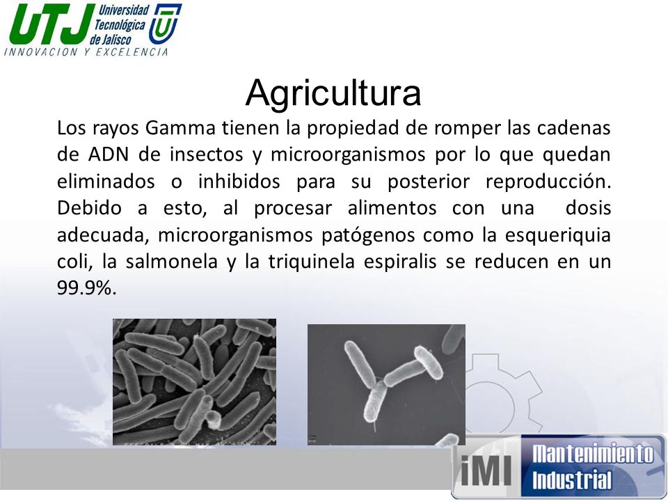Agricultura Los rayos Gamma tienen la propiedad de romper las cadenas de ADN de insectos y microorganismos por lo que quedan eliminados o inhibidos para su posterior reproducción.