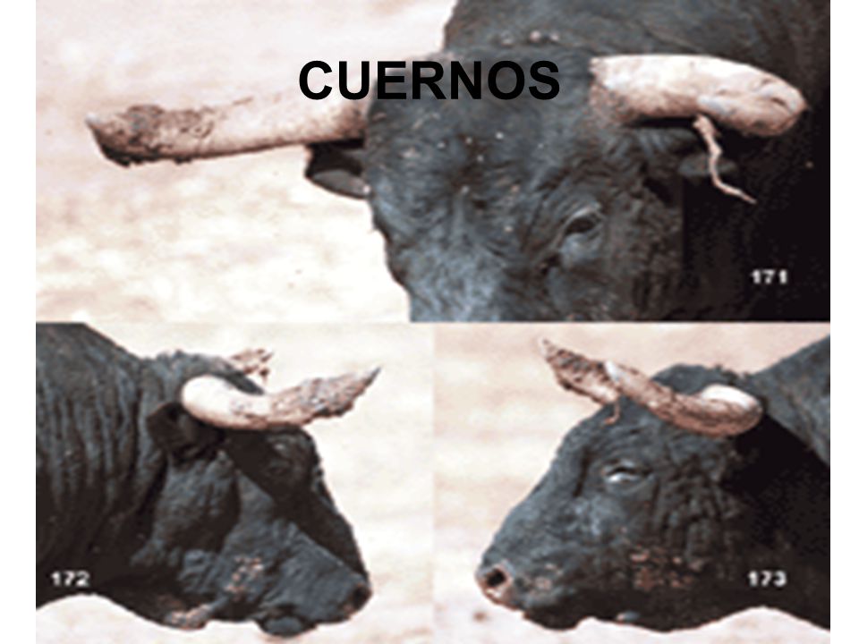 CUERNOS
