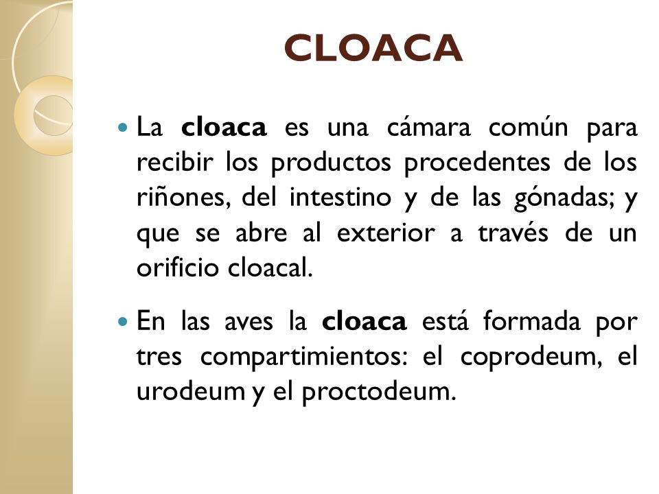 CLOACA