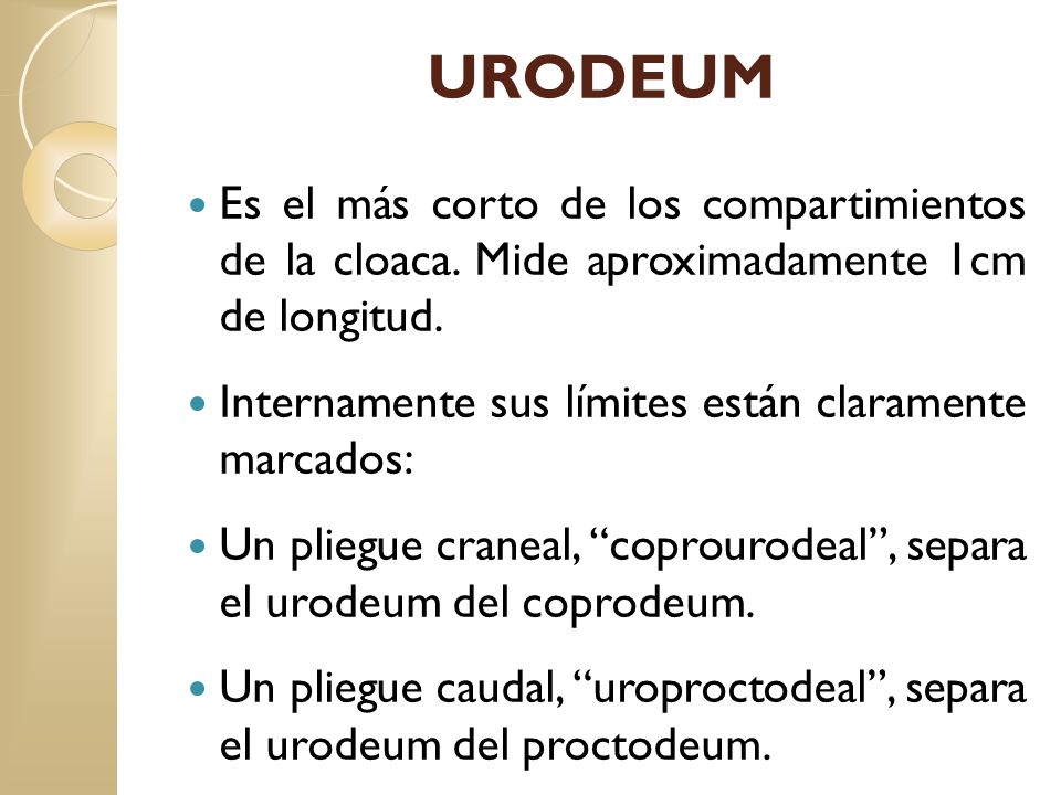 URODEUM Es el más corto de los compartimientos de la cloaca. Mide aproximadamente 1cm de longitud.