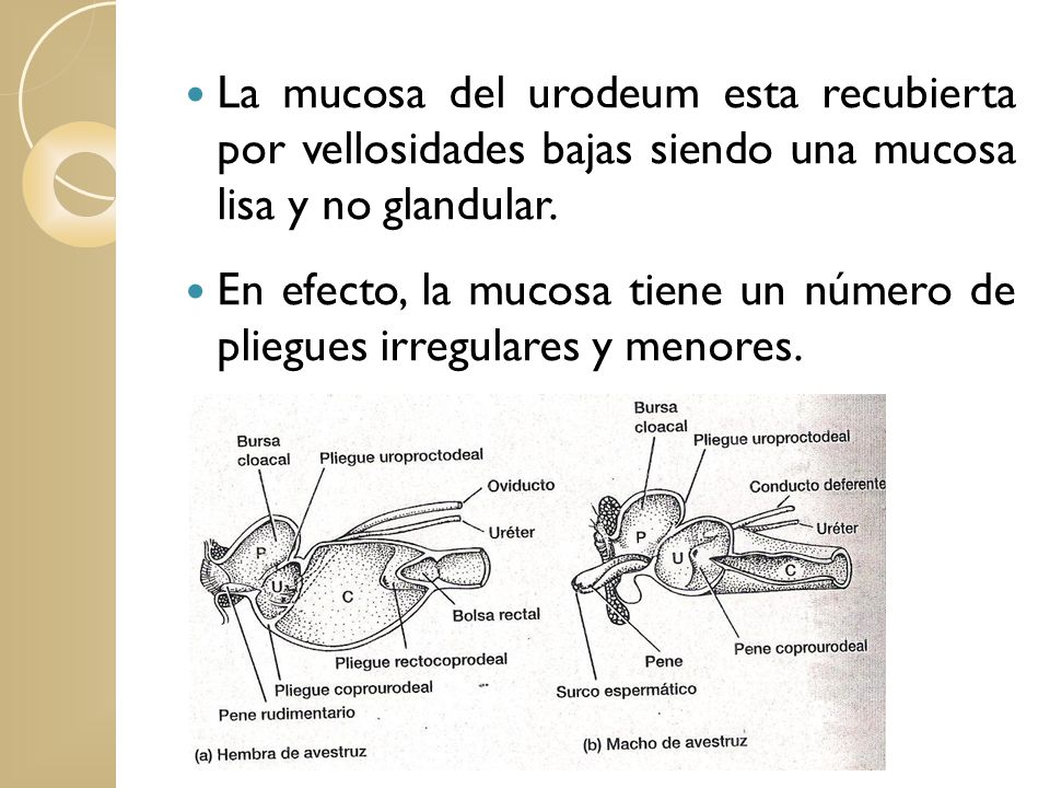La mucosa del urodeum esta recubierta por vellosidades bajas siendo una mucosa lisa y no glandular.