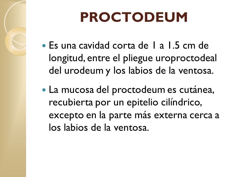 PROCTODEUM Es una cavidad corta de 1 a 1.5 cm de longitud, entre el pliegue uroproctodeal del urodeum y los labios de la ventosa.