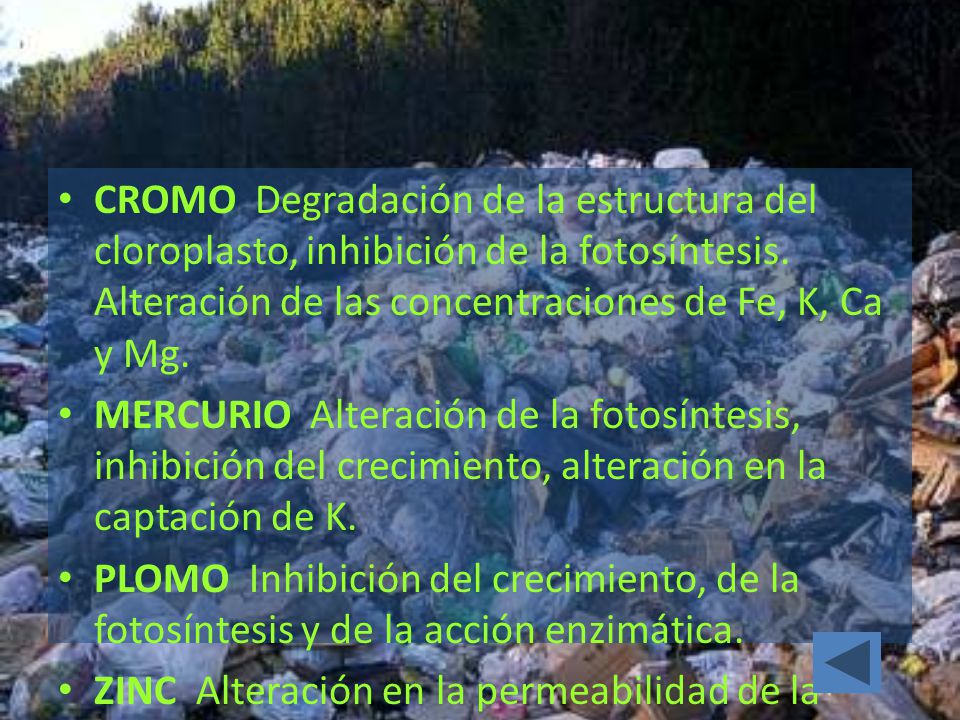 CROMO Degradación de la estructura del cloroplasto, inhibición de la fotosíntesis. Alteración de las concentraciones de Fe, K, Ca y Mg.