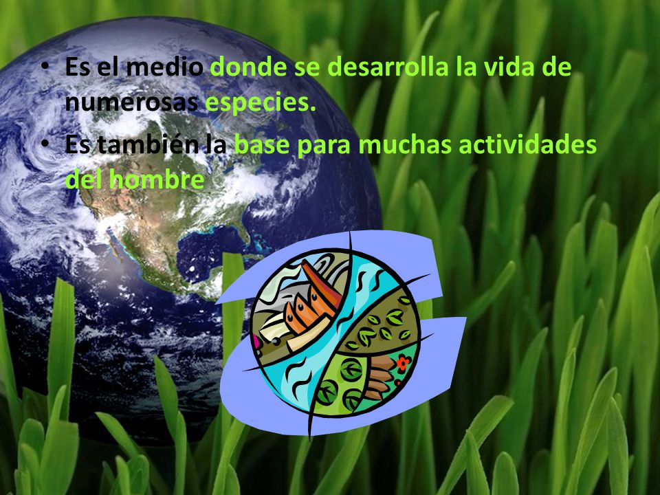Es el medio donde se desarrolla la vida de numerosas especies.