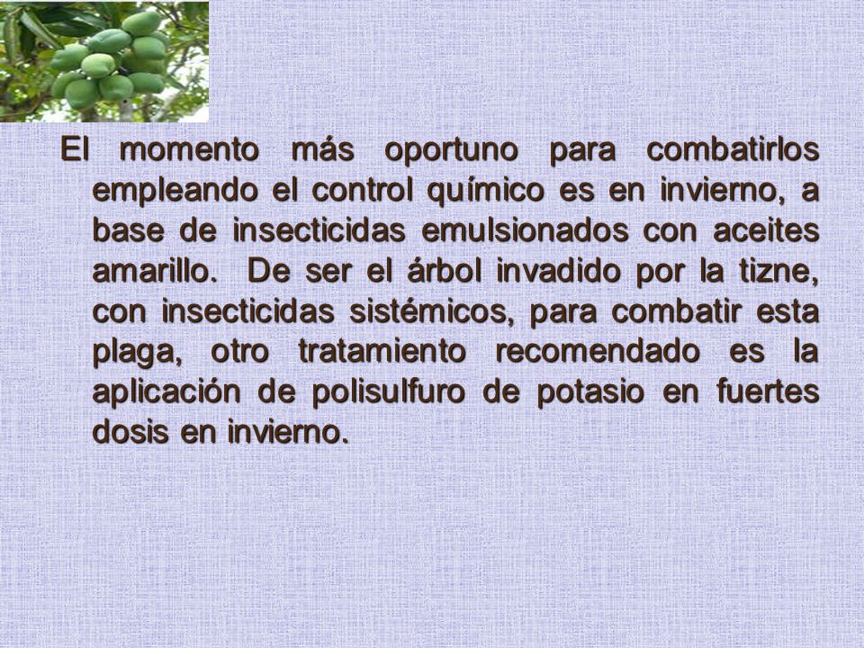 El momento más oportuno para combatirlos empleando el control químico es en invierno, a base de insecticidas emulsionados con aceites amarillo.