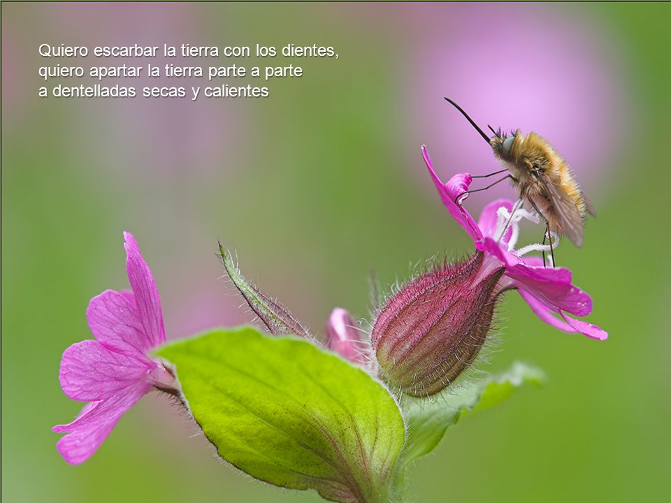 Quiero escarbar la tierra con los dientes, quiero apartar la tierra parte a parte a dentelladas secas y calientes