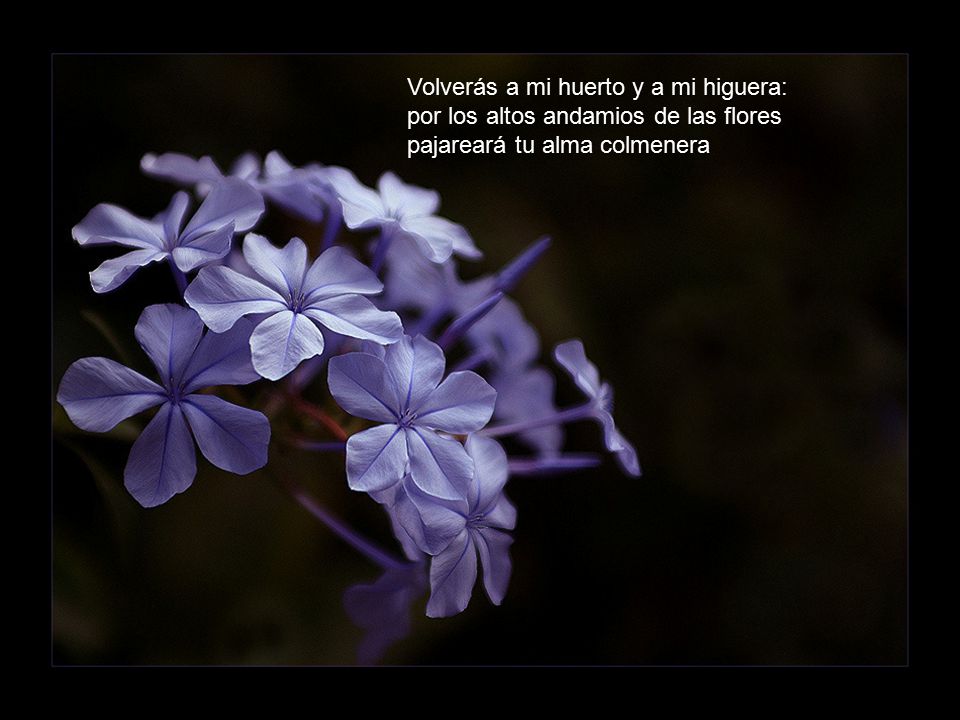 Volverás a mi huerto y a mi higuera: por los altos andamios de las flores pajareará tu alma colmenera