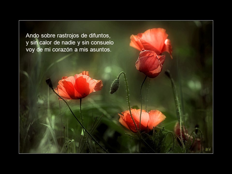 Ando sobre rastrojos de difuntos, y sin calor de nadie y sin consuelo voy de mi corazón a mis asuntos.
