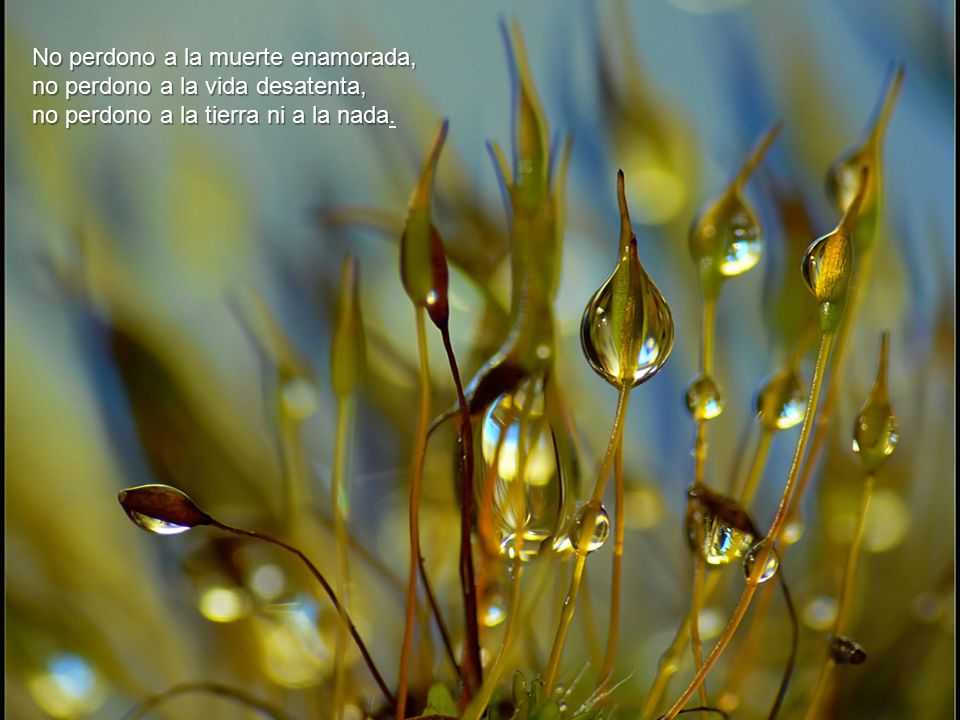 No perdono a la muerte enamorada, no perdono a la vida desatenta, no perdono a la tierra ni a la nada.