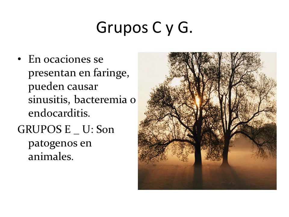 Grupos C y G. En ocaciones se presentan en faringe, pueden causar sinusitis, bacteremia o endocarditis.