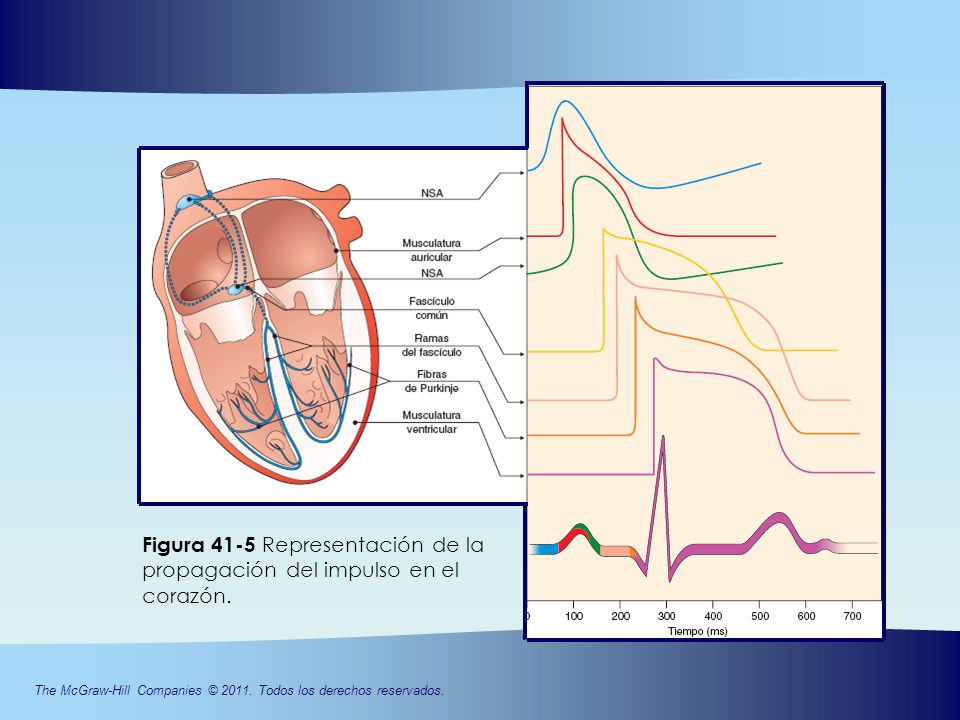 Figura 41-5 Representación de la propagación del impulso en el corazón.