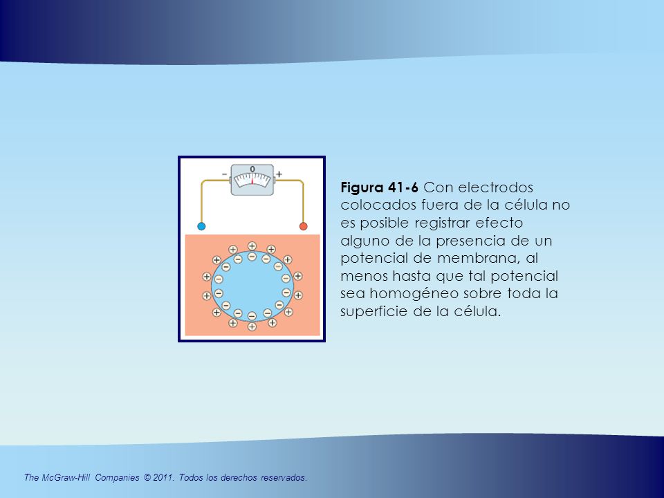 Figura 41-6 Con electrodos colocados fuera de la célula no es posible registrar efecto alguno de la presencia de un potencial de membrana, al menos hasta que tal potencial sea homogéneo sobre toda la superficie de la célula.