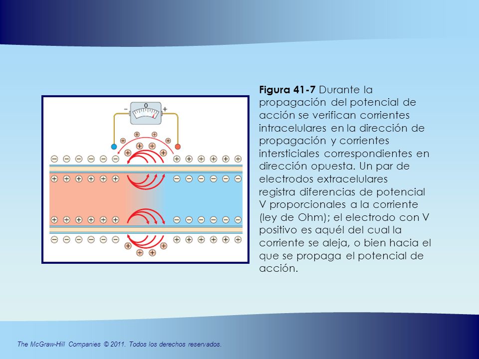 Figura 41-7 Durante la propagación del potencial de acción se verifican corrientes intracelulares en la dirección de propagación y corrientes intersticiales correspondientes en dirección opuesta. Un par de electrodos extracelulares