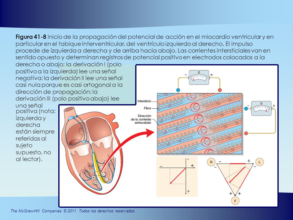 Figura 41-8 Inicio de la propagación del potencial de acción en el miocardio ventricular y en particular en el tabique interventricular, del ventrículo izquierdo al derecho. El impulso procede de izquierda a derecha y de arriba hacia abajo. Las corrientes intersticiales van en sentido opuesto y determinan registros de potencial positivo en electrodos colocados a la