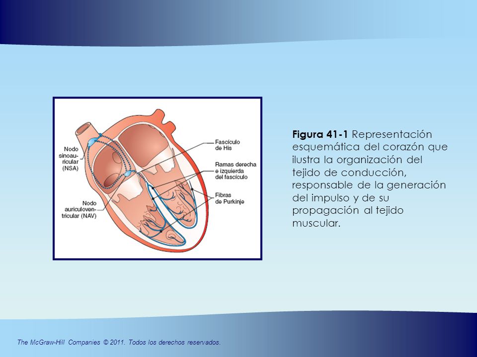 Figura 41-1 Representación esquemática del corazón que ilustra la organización del tejido de conducción, responsable de la generación del impulso y de su propagación al tejido muscular.