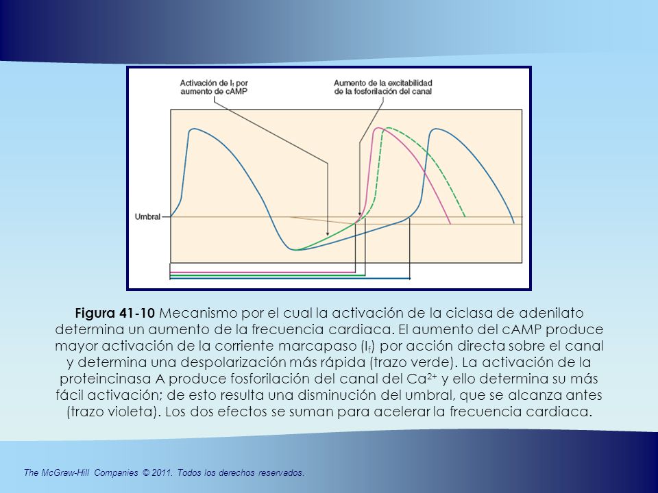 Figura Mecanismo por el cual la activación de la ciclasa de adenilato determina un aumento de la frecuencia cardiaca.