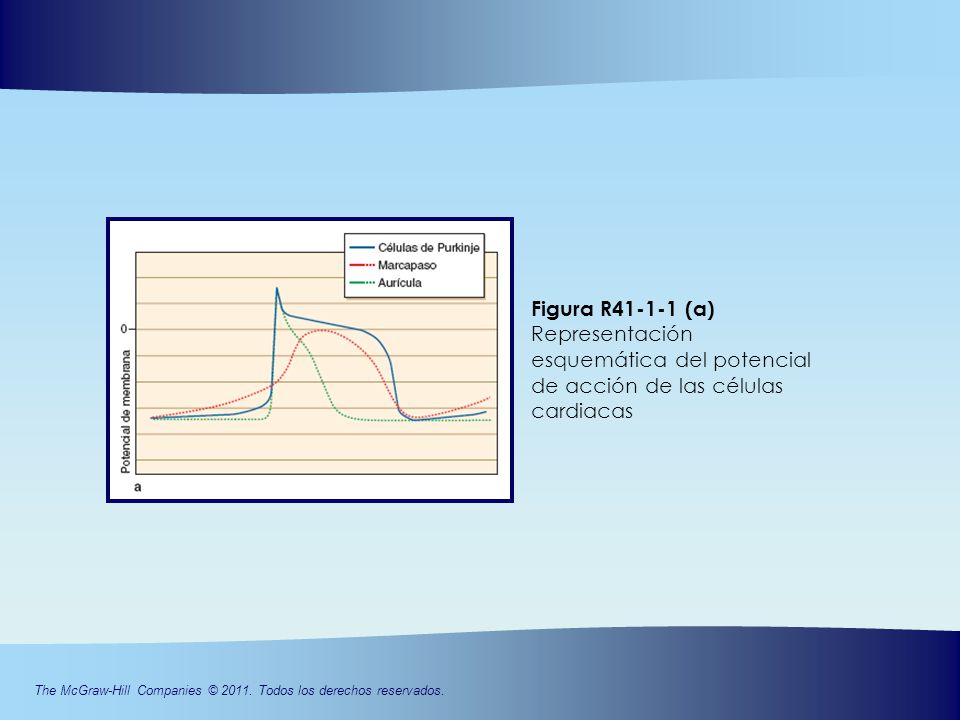 Figura R (a) Representación esquemática del potencial de acción de las células cardiacas