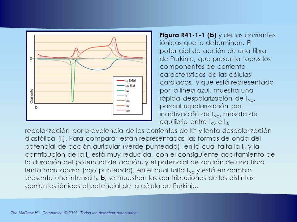 Figura R (b) y de las corrientes iónicas que lo determinan