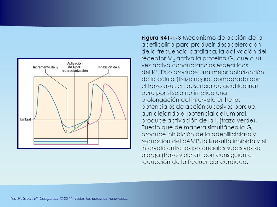 Figura R Mecanismo de acción de la acetilcolina para producir desaceleración de la frecuencia cardiaca; la activación del receptor M2 activa la proteína Gi, que a su vez activa conductancias específicas