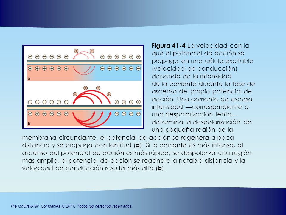 Figura 41-4 La velocidad con la que el potencial de acción se propaga en una célula excitable (velocidad de conducción) depende de la intensidad
