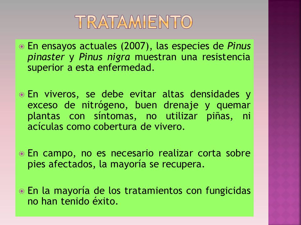 TRATAMIENTO En ensayos actuales (2007), las especies de Pinus pinaster y Pinus nigra muestran una resistencia superior a esta enfermedad.