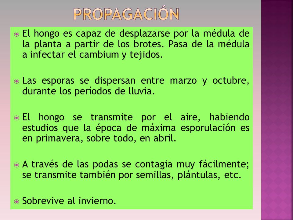 PROPAGACIÓN El hongo es capaz de desplazarse por la médula de la planta a partir de los brotes. Pasa de la médula a infectar el cambium y tejidos.