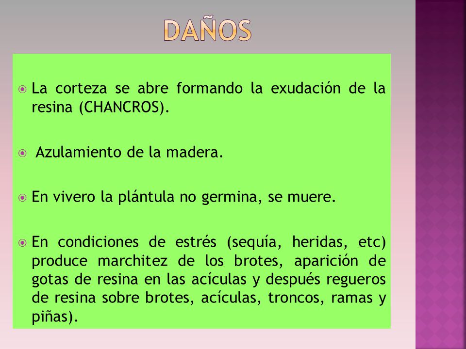 DAÑOS La corteza se abre formando la exudación de la resina (CHANCROS). Azulamiento de la madera.