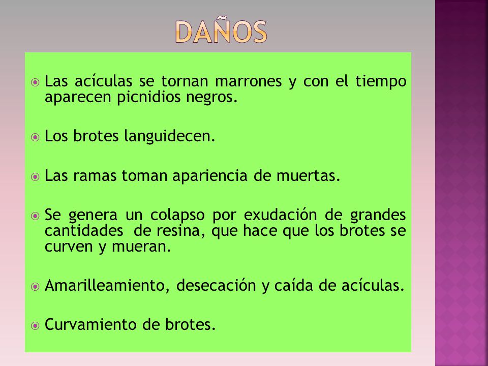 DAÑOS Las acículas se tornan marrones y con el tiempo aparecen picnidios negros. Los brotes languidecen.