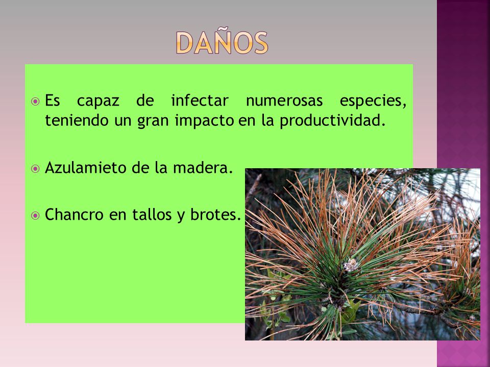 DAÑOS Es capaz de infectar numerosas especies, teniendo un gran impacto en la productividad. Azulamieto de la madera.