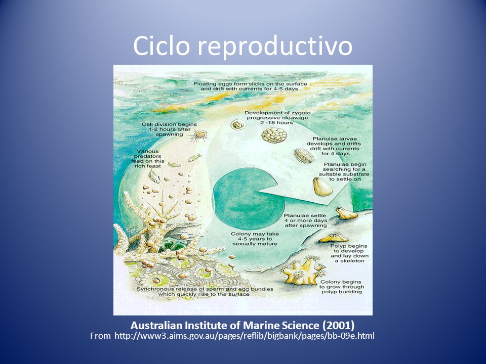 Ciclo reproductivo Australian Institute of Marine Science (2001)
