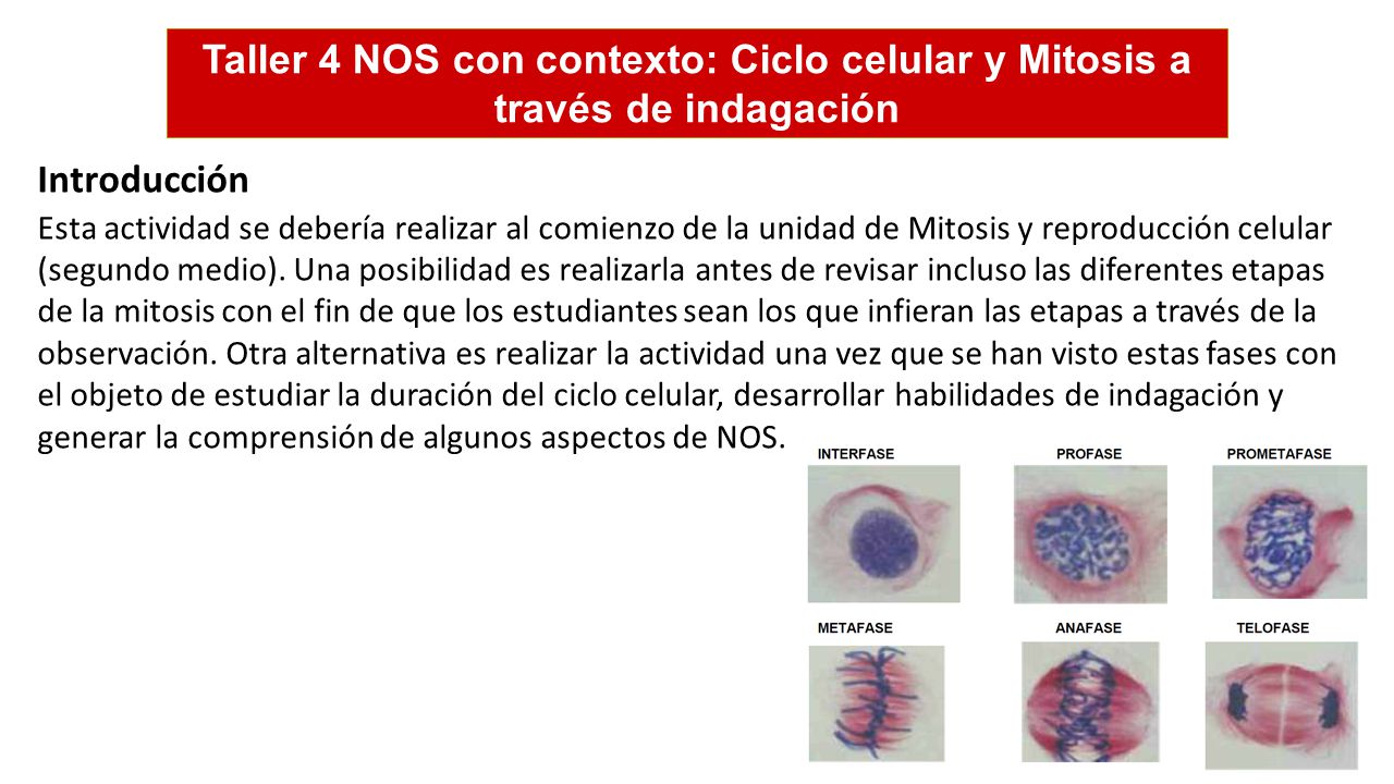 Taller 4 NOS con contexto: Ciclo celular y Mitosis a través de indagación