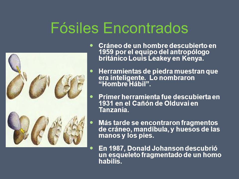 Fósiles Encontrados Cráneo de un hombre descubierto en 1959 por el equipo del antropólogo británico Louis Leakey en Kenya.
