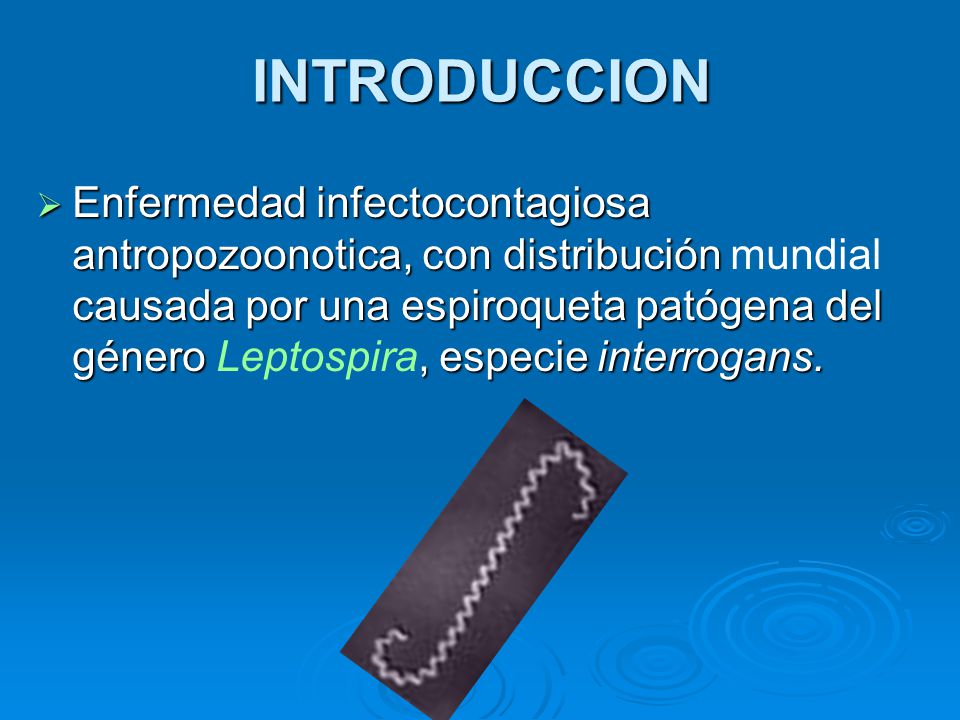 INTRODUCCION